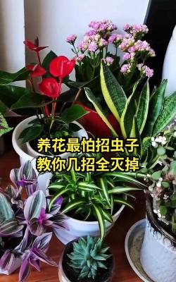 家庭养花用生根粉