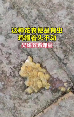 鸡屎养花会不会生虫