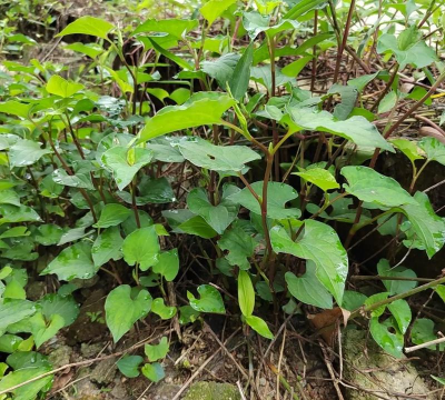 鱼腥草什么叶子