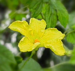 苦瓜的花叫什么