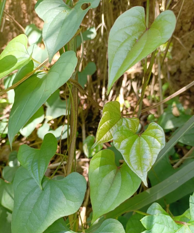 薯蓣什么时候种植