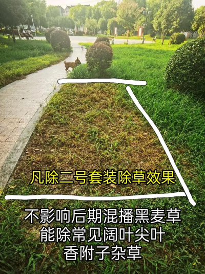 横店二号除草剂在草坪上的应用