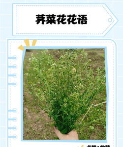 荠菜的花语是什么