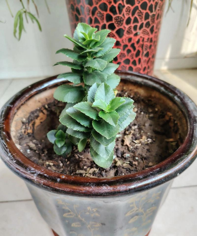 老桩可以养花吗有毒吗