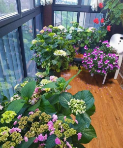 家庭养花用生根粉