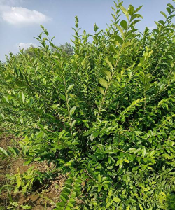 水蜡花是什么科