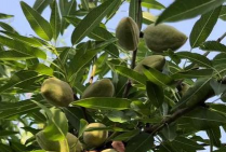 扁桃（美国大杏仁）耕作管理