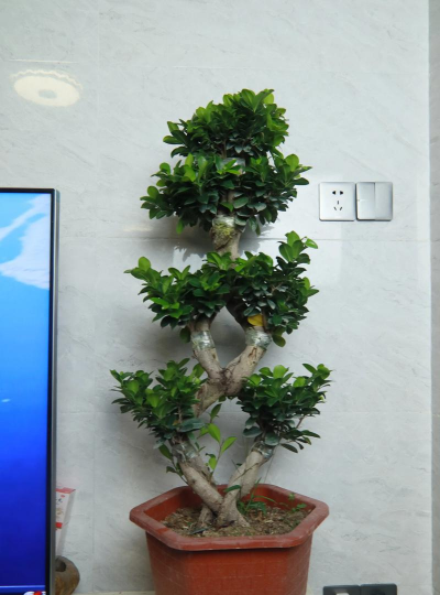 室内适合养什么榕树