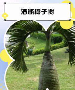 酒瓶栽什么树好