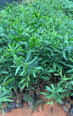 台湾相思是什么苗木