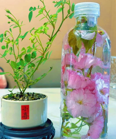 家庭养花用生根粉