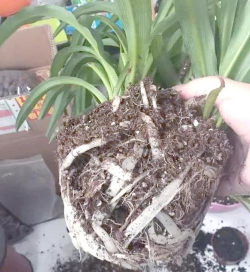 家庭养花用生根粉