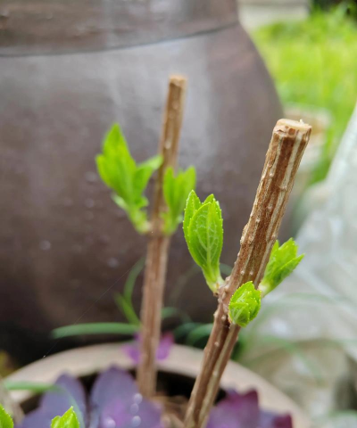 家庭养花用生根粉