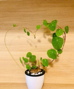 地不容如何繁殖