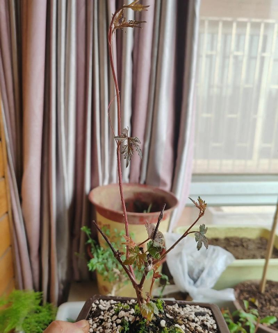 家庭养花用生根粉