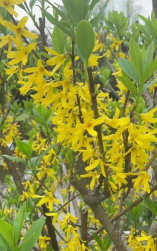 云南黄素馨什么科