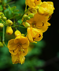 决明花什么季节