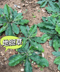 地胆草什么时候种