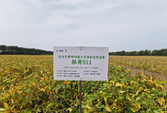 高油大豆增产新技术