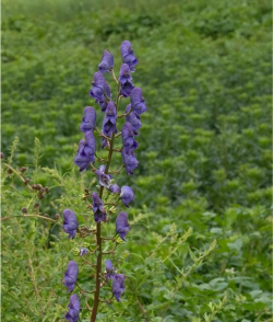 乌头什么时候开花