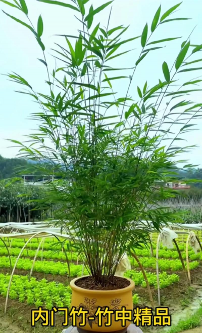 台湾竹有什么特点