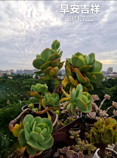 鸡蛋碧桃属于什么科