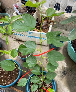 盆栽台湾桑葚怎么修剪