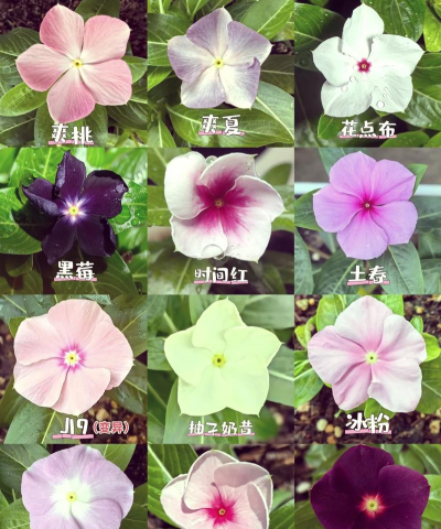 长春花还有什么