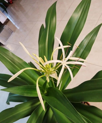 玉米兰怎么不开花