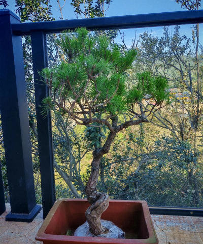 黑松盆景怎么保型