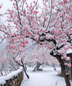 冬天梅花什么颜色的