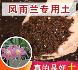 风雨兰用什么土