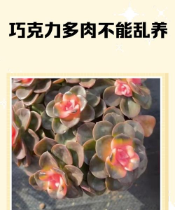 巧克力肉肉怎么种