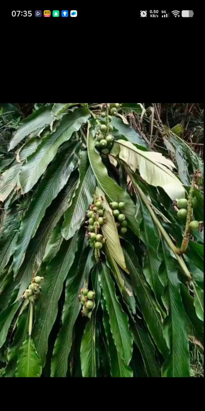 豆寇是什么植物