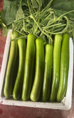 长瓠新品种---早春一号