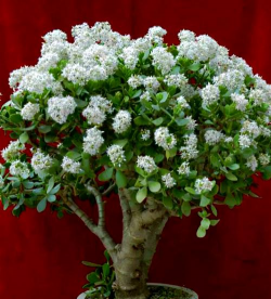 玉树是什么颜色花