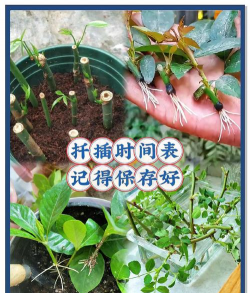 家庭养花用生根粉