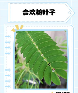 合欢叶是什么叶