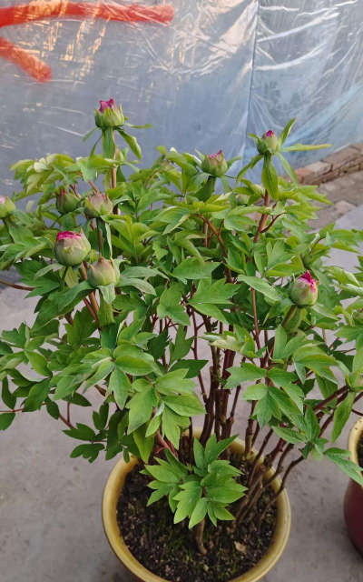 家庭养花用生根粉