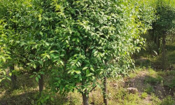 华北卫矛别名是什么