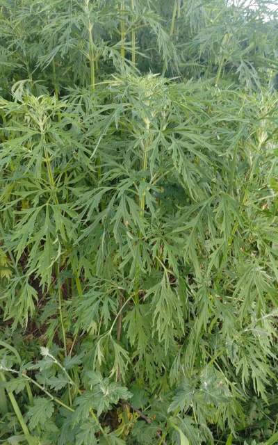 什么花跟大麻很像