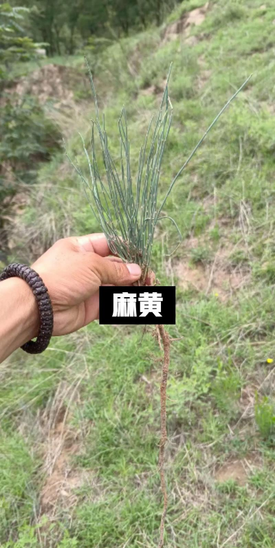 草麻黄属于什么种