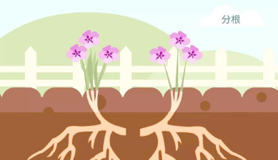 家庭养花用生根粉