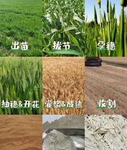 小麦成熟前叫什么