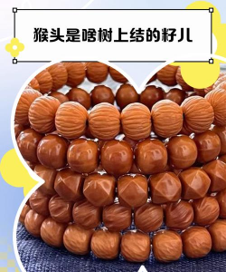 猴头是什么树籽