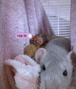 为什么说养花枝鼠费钱 为什么说养花枝鼠费钱