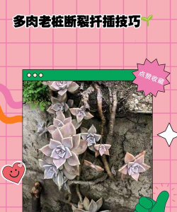 家庭养花用生根粉