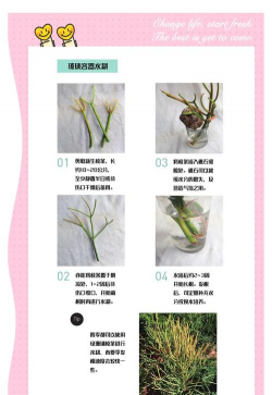 珊瑚什么时候种