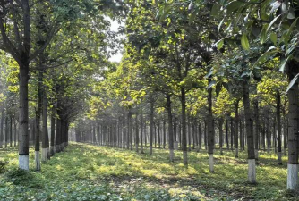 河南种植什么景观树