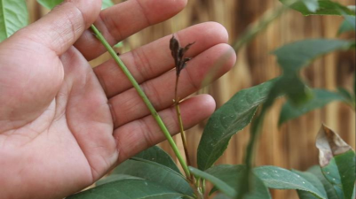 家庭养花用生根粉